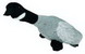 Migrator Canadian Goose